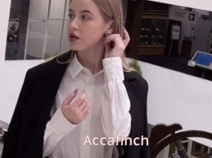 Accafinch