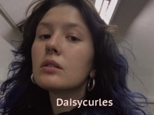 Daisycurles
