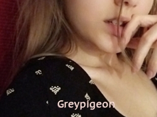Greypigeon