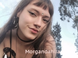 Morgandahlia